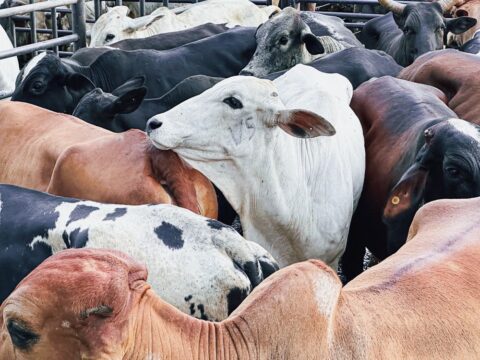 Governo de Goiás regulamenta perdão de dívidas de ICMS para mais de 10 mil produtores rurais