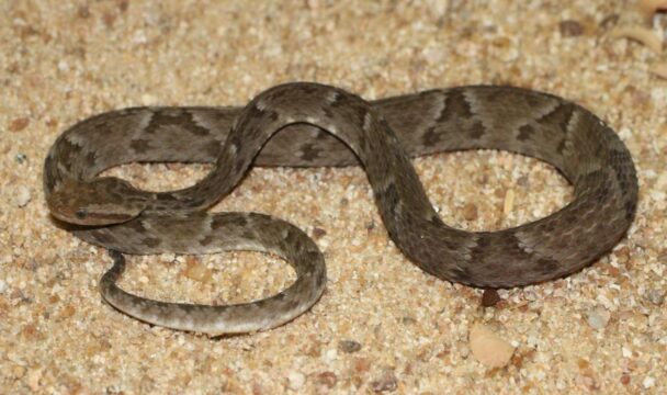Idosa de 84 anos é picada por jararaca e bombeiros capturam serpente em Ipameri