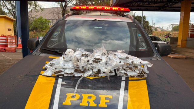 Mulheres são flagradas com drogas presas ao corpo durante fiscalização da PRF na BR-060