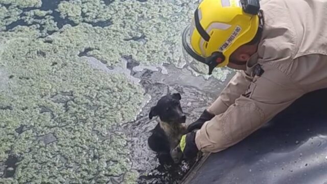 Bombeiros resgatam cachorro preso em represa de frigorífico na zona rural de Pires do Rio