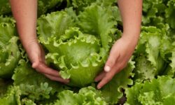 Alimentação escolar em Goiás conta com produtos da agricultura familiar