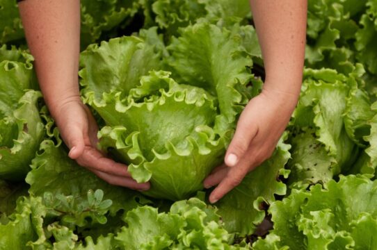 Alimentação escolar em Goiás conta com produtos da agricultura familiar
