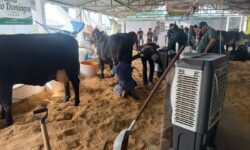 Torneio Leiteiro da Expo Catalão 2026 começa com novidades e reúne 13 animais de oito propriedades