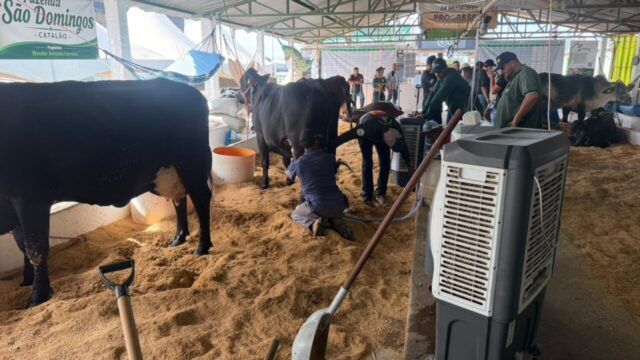 Torneio Leiteiro da Expo Catalão 2026 começa com novidades e reúne 13 animais de oito propriedades