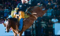 Rodeio em Cavalos volta à Expo Catalão após 40 anos e conquista o público na primeira noite de montarias; confira classificação após a disputa da primeira noite Rodeio em Cavalos volta à Expo Catalão após 40 anos e conquista o público na primeira noite de montarias; confira classificação após a disputa da primeira noite