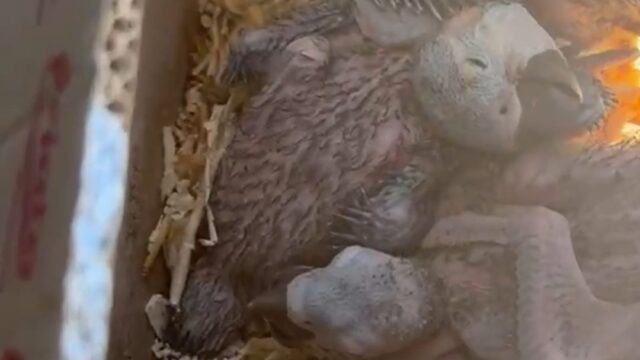 Tráfico de animais silvestres é descoberto na GO-139, e PM resgata 39 filhotes em Marzagão