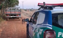 Caminhonete furtada é recuperada pela Polícia Militar 24 horas após o crime em Catalão Caminhonete furtada é recuperada pela Polícia Militar 24 horas após o crime em Catalão
