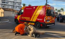 Idosa fica ferida após ser atropelada por carro, em Catalão Idosa fica ferida após ser atropelada por carro, em Catalão