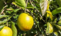 Controle fitossanitário contribui para aumento da produção de citros em Goiás