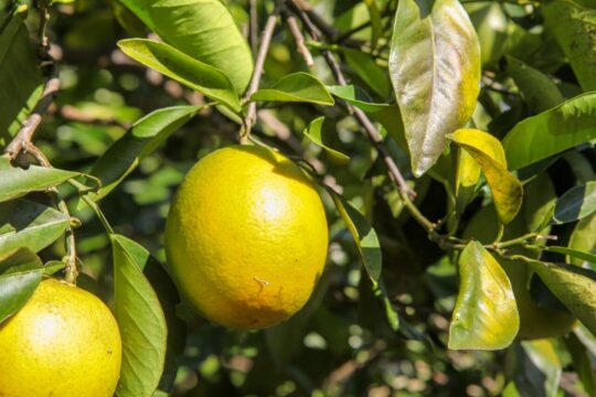 Controle fitossanitário contribui para aumento da produção de citros em Goiás