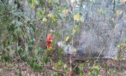 Bombeiros combatem incêndio florestal próximo ao Parque Estadual da Serra de Caldas Novas