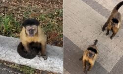 Vídeo registra momento em que casal é atacado por grupo de macacos no Clube do Povo, em Catalão