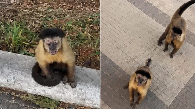 Vídeo registra momento em que casal é atacado por grupo de macacos no Clube do Povo, em Catalão
