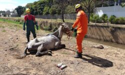 Bombeiros resgatam cavalo com risco de afogamento em ribeirão de Ipameri Bombeiros resgatam cavalo com risco de afogamento em ribeirão de Ipameri