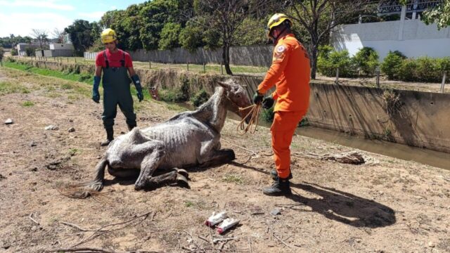 Bombeiros resgatam cavalo com risco de afogamento em ribeirão de Ipameri
