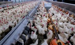 Abate de frango em Goiás cresce 7,1%, mostra IBGE