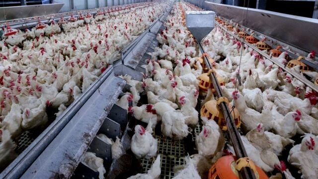 Abate de frango em Goiás cresce 7,1%, mostra IBGE