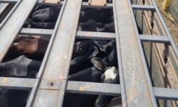 Caminhão com 38 bovinos é interceptado na BR-050; bezerro é encontrado morto e fiscalização aponta irregularidades Caminhão com 38 bovinos é interceptado na BR-050; bezerro é encontrado morto e fiscalização aponta irregularidades