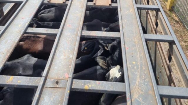 Caminhão com 38 bovinos é interceptado na BR-050; bezerro é encontrado morto e fiscalização aponta irregularidades