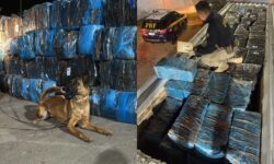 Cães encontram quase 4 toneladas de ‘supermaconha’ escondidas no meio de telhas em Goiás Cães encontram quase 4 toneladas de ‘supermaconha’ escondidas no meio de telhas em Goiás