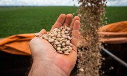 Produção goiana de feijão consolida segundo lugar em produtividade no Brasil Produção goiana de feijão consolida segundo lugar em produtividade no Brasil