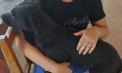 Animal que desapareceu após acidente no trevo de Três Ranchos é encontrado sem ferimentos Animal que desapareceu após acidente no trevo de Três Ranchos é encontrado sem ferimentos