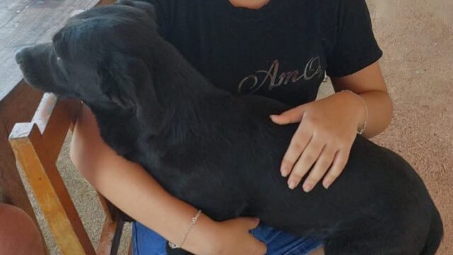 Animal que desapareceu após acidente no trevo de Três Ranchos é encontrado sem ferimentos
