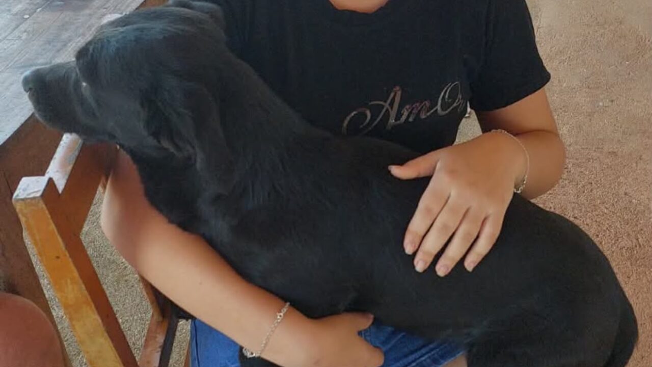 Animal que desapareceu após acidente no trevo de Três Ranchos é encontrado sem ferimentos