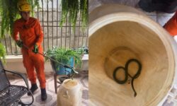 Bombeiros capturam cobra-cipó na varanda de uma casa em Ipameri Bombeiros capturam cobra-cipó na varanda de uma casa em Ipameri