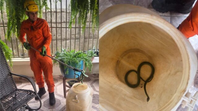 Bombeiros capturam cobra-cipó na varanda de uma casa em Ipameri