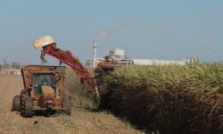 Goiás lidera três culturas agrícolas no país e produz 20,3 milhões de toneladas de soja