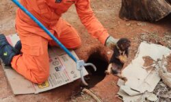 Bombeiros resgatam cinco filhotes de cachorro presos em buraco em Caldas Novas Bombeiros resgatam cinco filhotes de cachorro presos em buraco em Caldas Novas