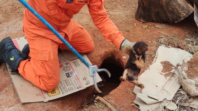 Bombeiros resgatam cinco filhotes de cachorro presos em buraco em Caldas Novas