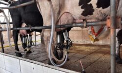 Goiás registra valorização do preço do leite ao produtor em 2026 Goiás registra valorização do preço do leite ao produtor em 2026