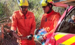 Filhote de jacaré é resgatado dentro de manilha em Caldas Novas Filhote de jacaré é resgatado dentro de manilha em Caldas Novas