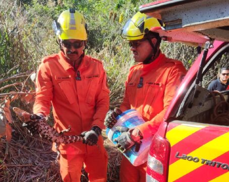 Filhote de jacaré é resgatado dentro de manilha em Caldas Novas