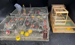 PRF resgata 24 aves silvestres transportadas em porta-malas na BR-153, em Morrinhos PRF resgata 24 aves silvestres transportadas em porta-malas na BR-153, em Morrinhos