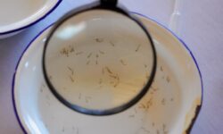 Chuvas fora de época elevam risco de dengue e chikungunya em Goiás
