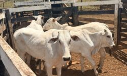 Gado furtado em propriedade rural de Urutaí é recuperado pela CPE; dois suspeitos são presos