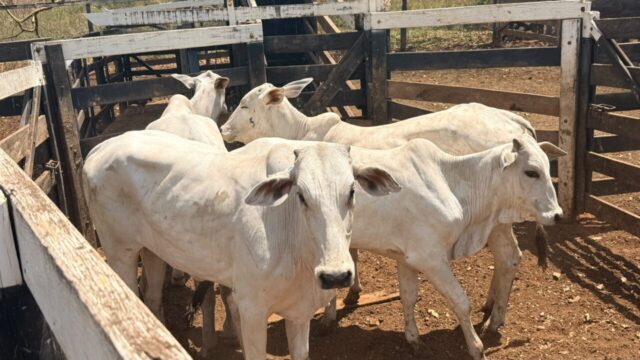 Gado furtado em propriedade rural de Urutaí é recuperado pela CPE; dois suspeitos são presos