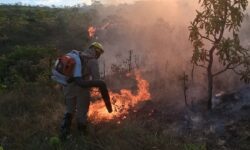 Bombeiros combatem incêndio em pastagem e área de preservação em Ipameri Bombeiros combatem incêndio em pastagem e área de preservação em Ipameri