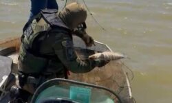 Operação apreende cerca de 5 km de redes de pesca predatória e devolve 15 animais à natureza em Três Ranchos Operação apreende cerca de 5 km de redes de pesca predatória e devolve 15 animais à natureza em Três Ranchos