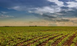 Agrodefesa autoriza início antecipado da semeadura da soja em Goiás Agrodefesa autoriza início antecipado da semeadura da soja em Goiás