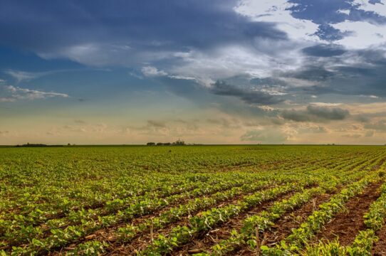 Agrodefesa autoriza início antecipado da semeadura da soja em Goiás