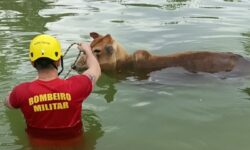 Bombeiros resgatam dois bovinos que caíram em piscina na zona rural de Morrinhos Bombeiros resgatam dois bovinos que caíram em piscina na zona rural de Morrinhos