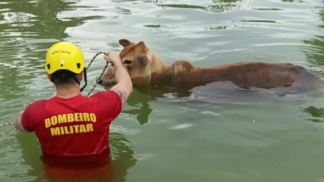 Bombeiros resgatam dois bovinos que caíram em piscina na zona rural de Morrinhos