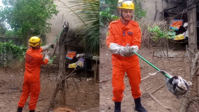 Bombeiros capturam gambá em quintal de residência e o soltam em área de mata, em Ipameri
