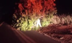 Árvores caem e obstruem parcialmente a GO-330, na zona rural de Ipameri Árvores caem e obstruem parcialmente a GO-330, na zona rural de Ipameri