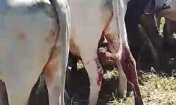 Pecuarista denuncia castração de 14 bois sem autorização em fazenda vizinha, em Catalão Pecuarista denuncia castração de 14 bois sem autorização em fazenda vizinha, em Catalão