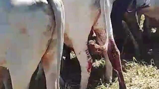 Pecuarista denuncia castração de 14 bois sem autorização em fazenda vizinha, em Catalão